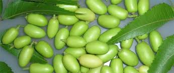 Manufacturers Exporters and Wholesale Suppliers of Neem Seeds Hyderabad Gujarat